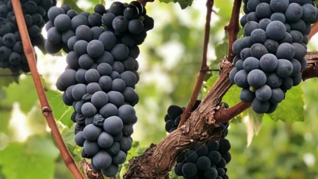Barbera